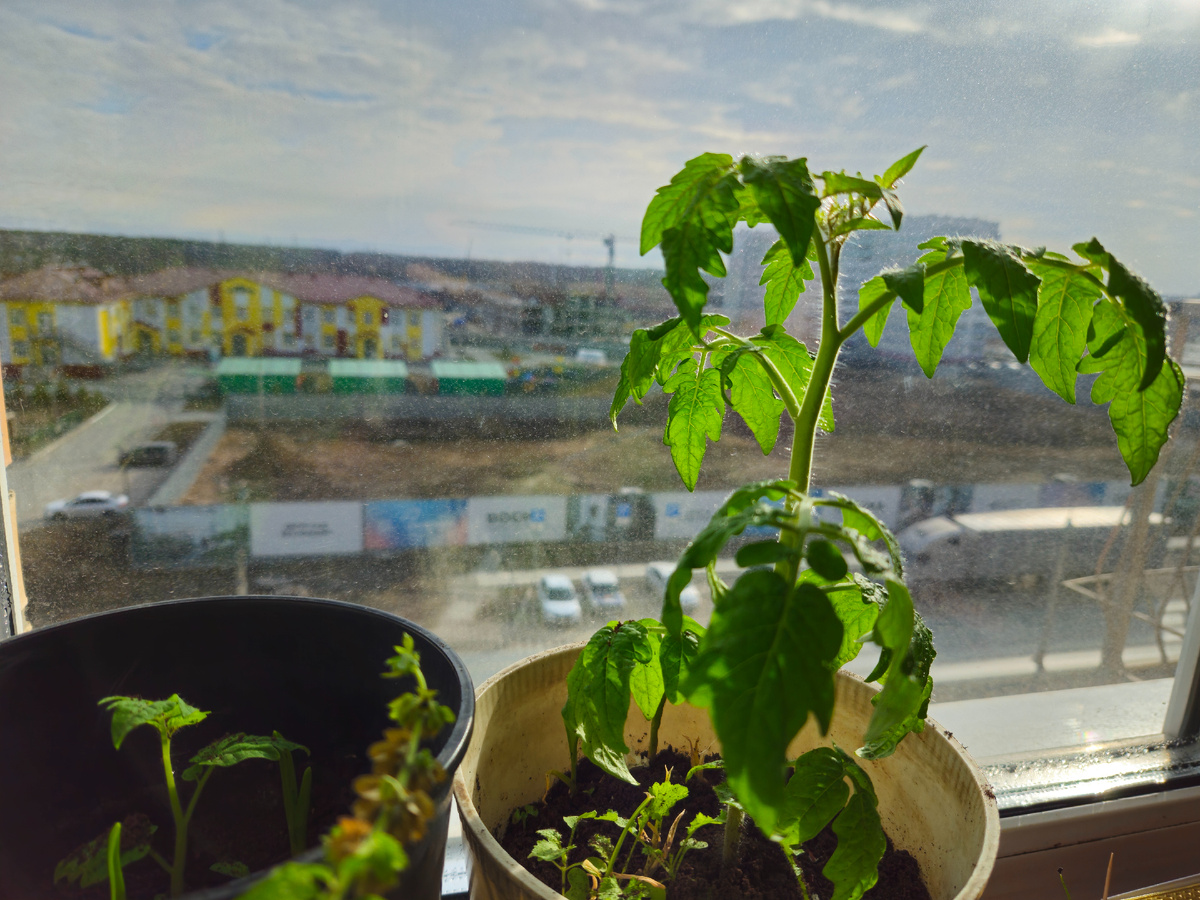 Фото: Марина Н. Макарова, Омск, 17апр26