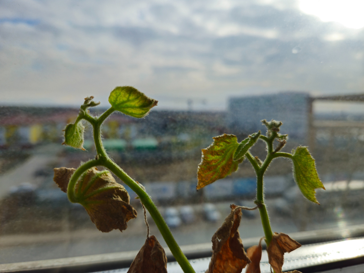 Фото: Марина Н. Макарова, Омск, 17апр26