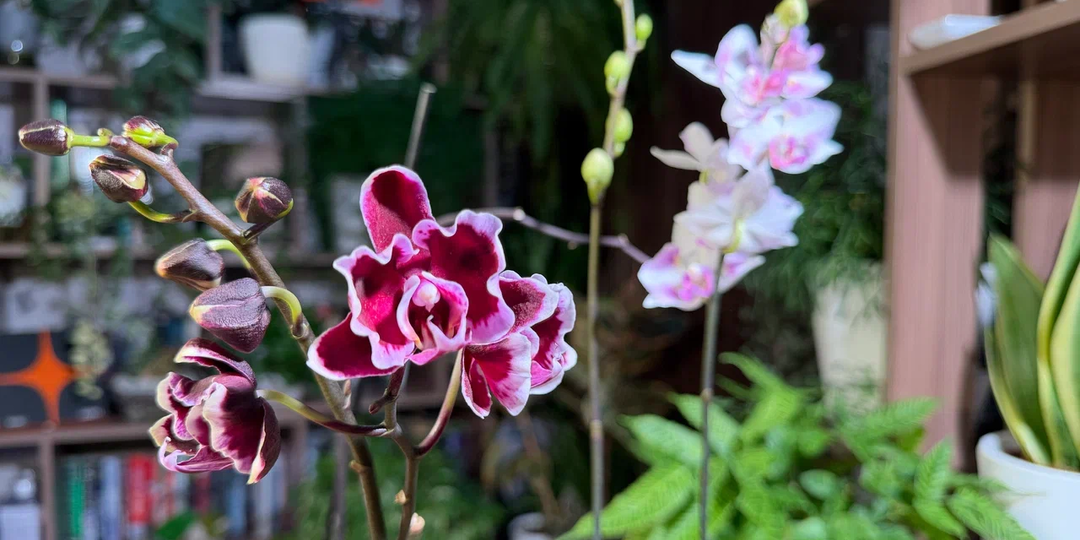 Из помойки в цветущий куст: жестокая пересадка и неожиданный результат через 3 месяца