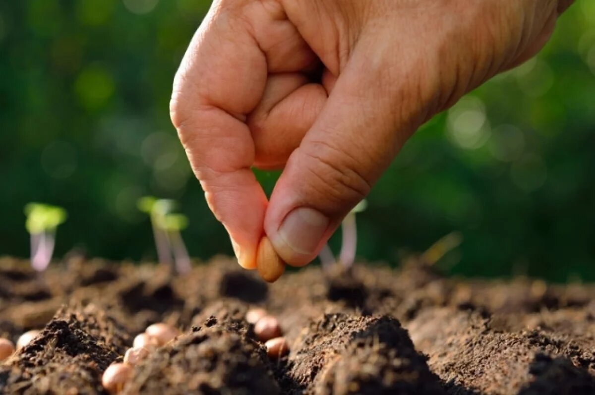   В Новосибирской области высадят деревья в честь героев