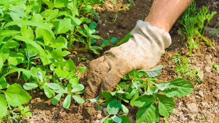 Знакомая картина — сорняки лезут снова, хотя полол три дня назад