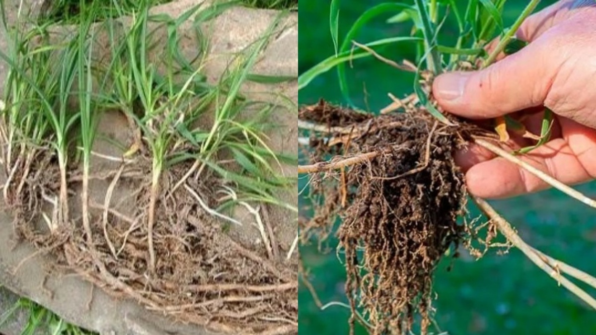 Корневище пырея с почками — каждый обрубок тяпкой дает новый куст