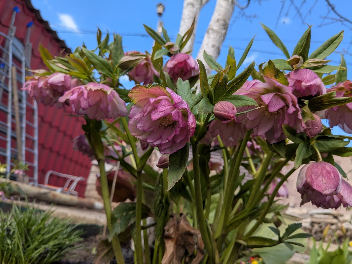 Морозник из совместной закупки, доставшийся мне без "нервенной дрожи"