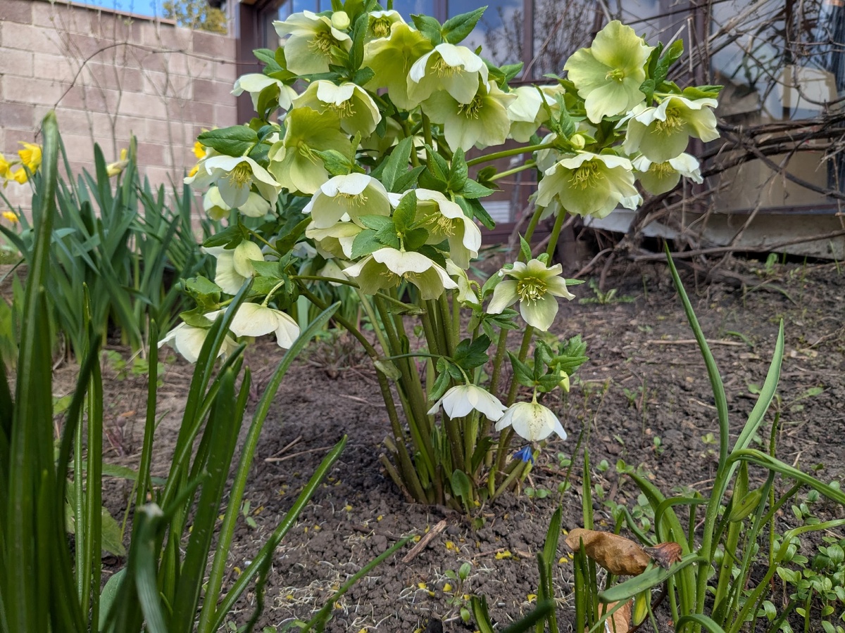 Морозник с обрезанной листвой