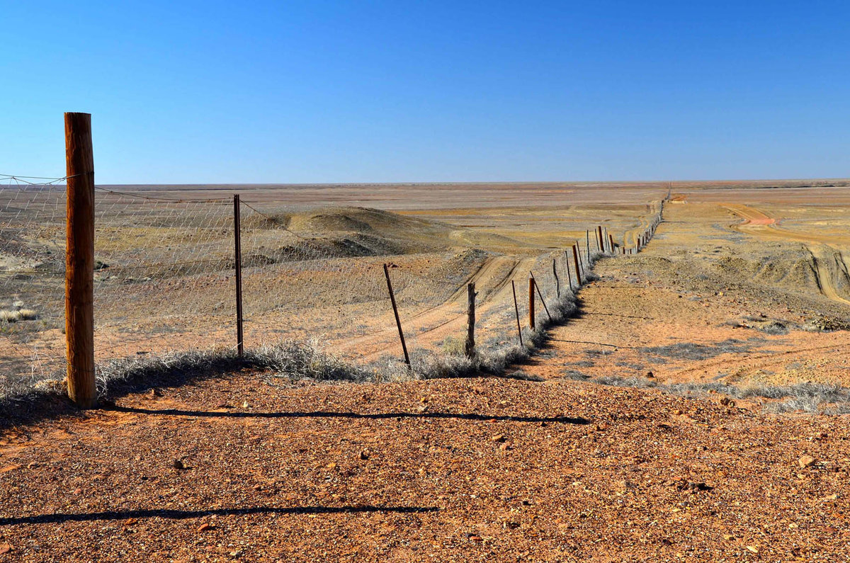 Забор от Динго. Изображение взято с сайта https://avatars.dzeninfra.ru/get-zen_doc/8265783/pub_6405d036028b9d7ae4d9243d_6405d123e6606b592853bc40/scale_1200