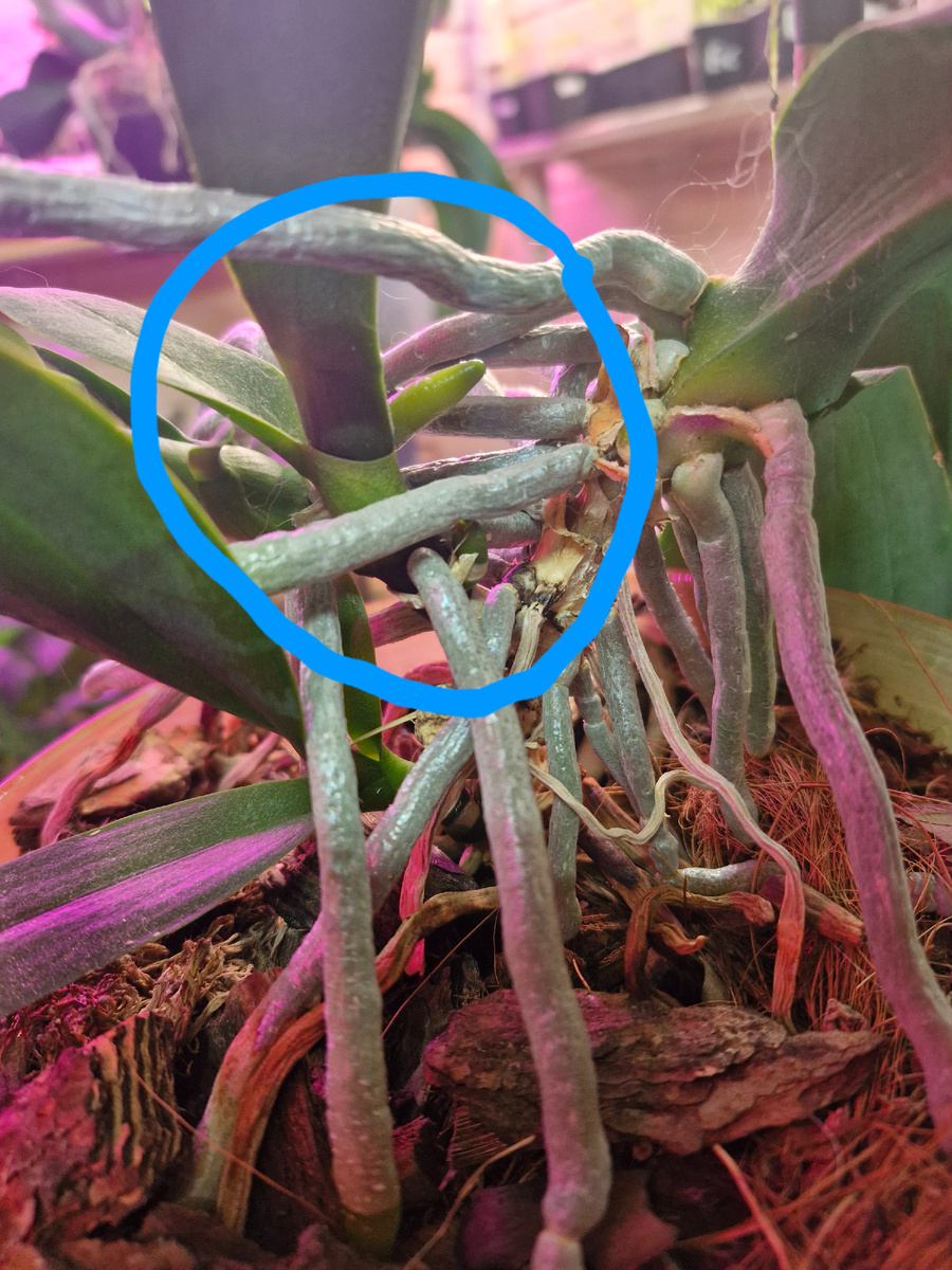 Детка, которую надо отделить. 