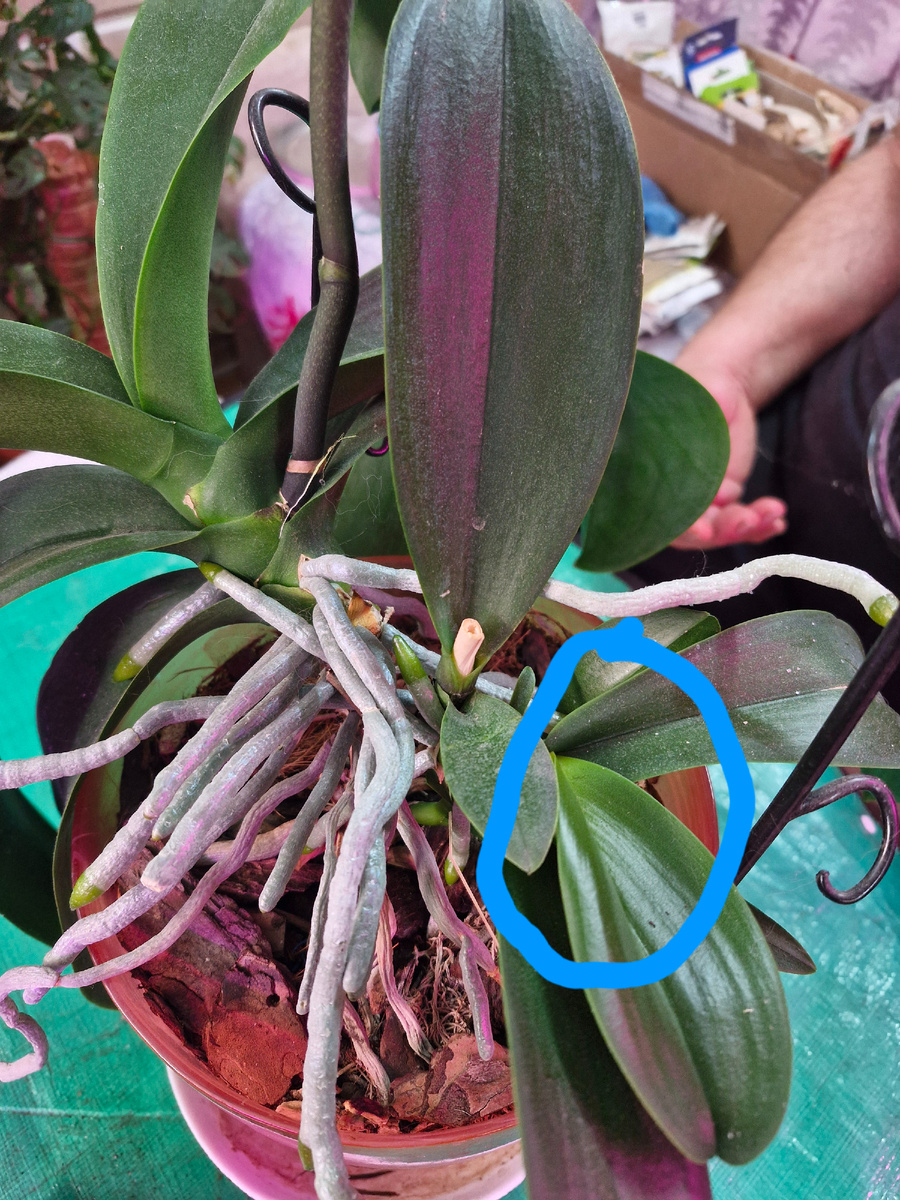 Детка на детке