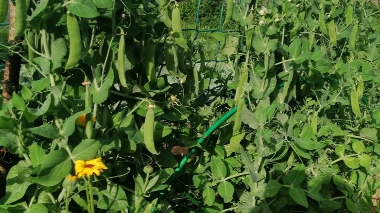 Вот к чему я шёл несколько лет — плотная грядка с крупными стручками на каждом кусте