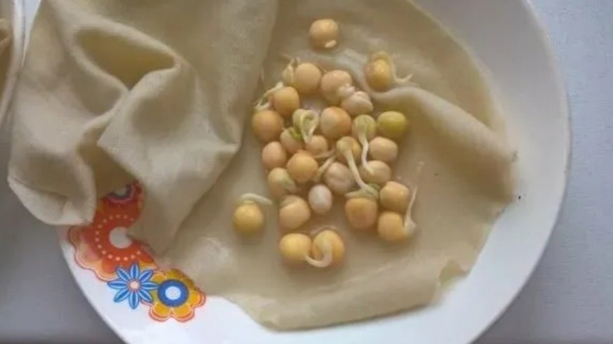 Хвостик 2–3 мм — вот тот момент, когда семя готово к посадке в глинистую почву