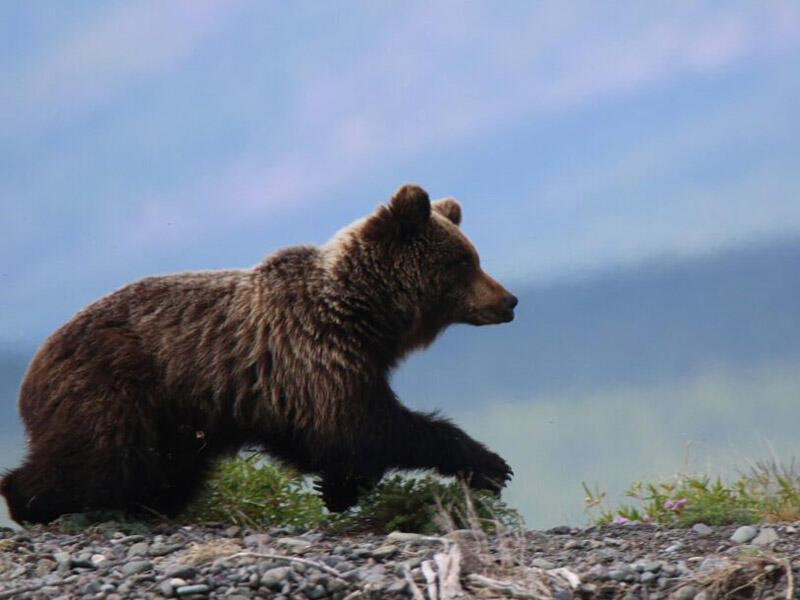 © Фото: Валерий Митин | «Заповедное Прибайкалье»