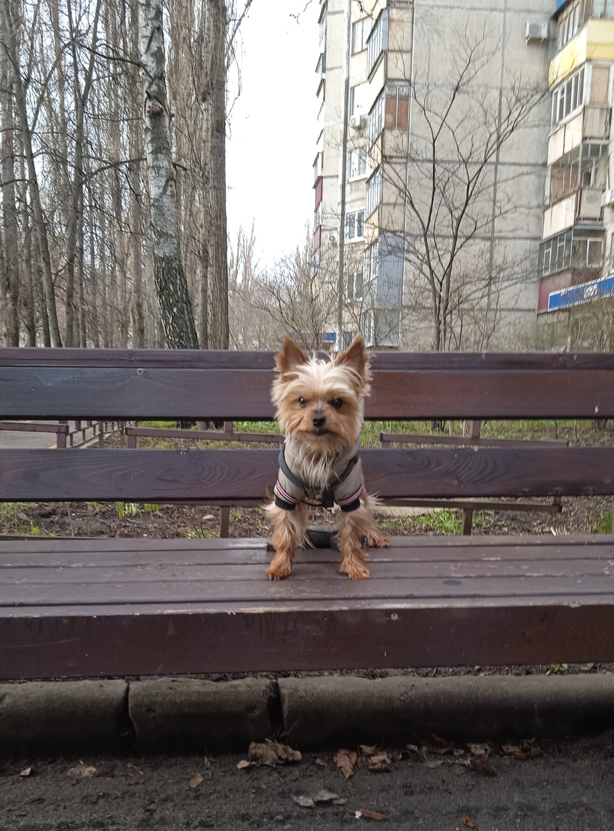 Чилл по традиции на лавочке около дома, любит посидеть там, понаблюдать за жизнью двора😁