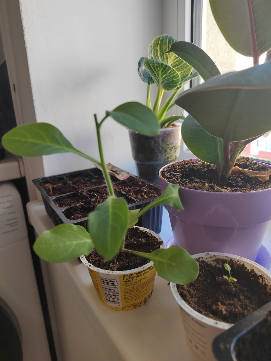 Сортовая петунья)