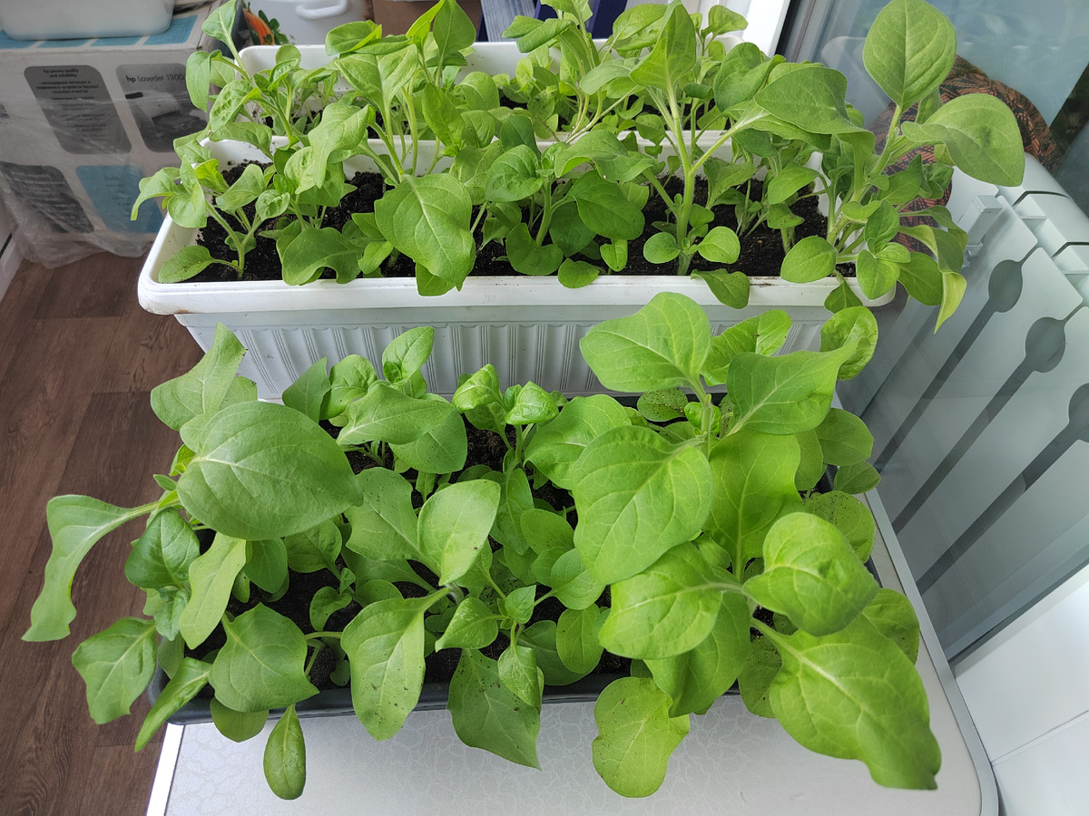 Петунья из Доброцен