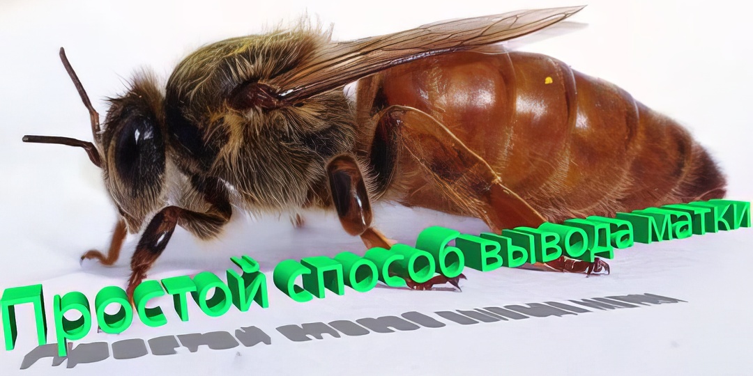 Самый простой метод вывода маток от Кашковского (без лишних телодвижений) 👑