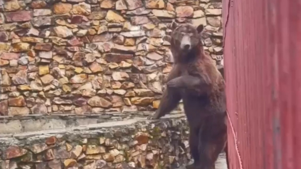    Теска югорского Степана из Челябинской области переехал из тесной клетки в эко-парк