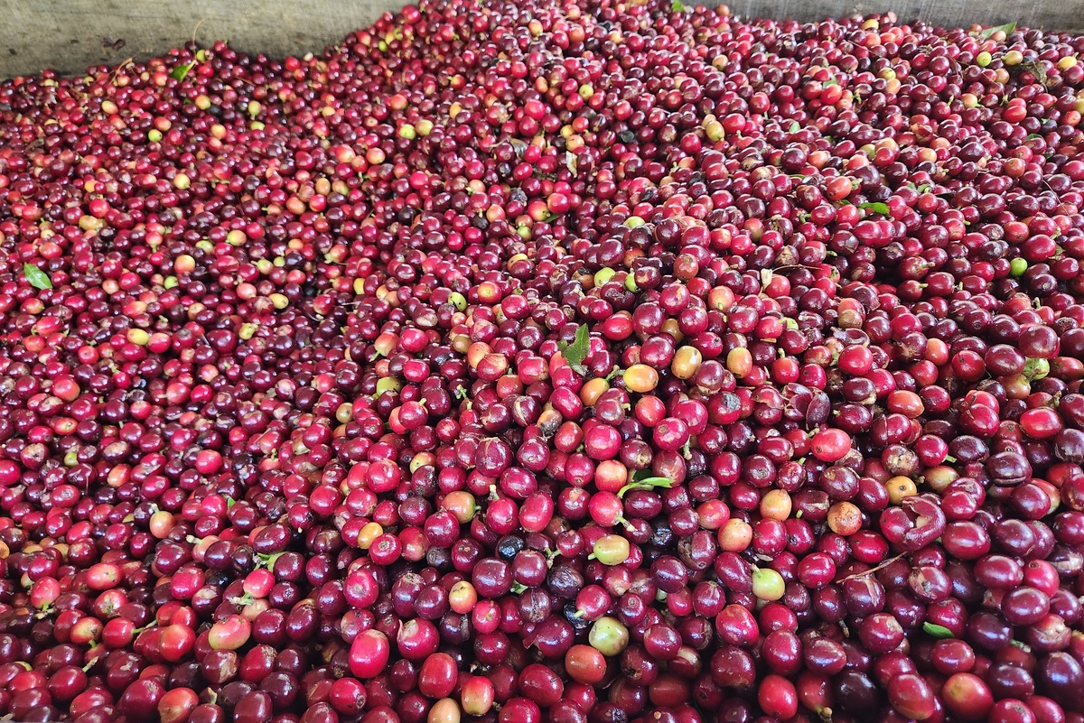     Фото: Иван Карташов