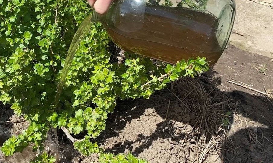 Чем подкормить крыжовник во второй половине апреля и в мае для крупных сладких ягод!?
