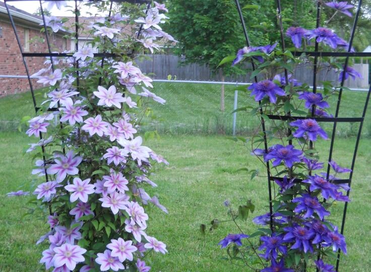 Водопад цветов на опоре: 7 секретов роскошного цветения клематисов