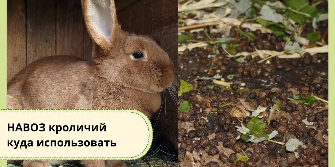 КРОЛИЧИЙ НАВОЗ: МОЖНО ЛИ СРАЗУ В ГРЯДКУ И ПОЧЕМУ С НИМ ПУТАЮТСЯ