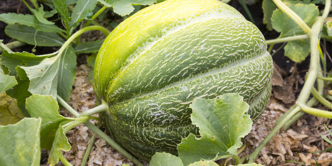 Лучшие дни для посева Арбузов и Дынь на рассаду в 2026 году для всех регионов