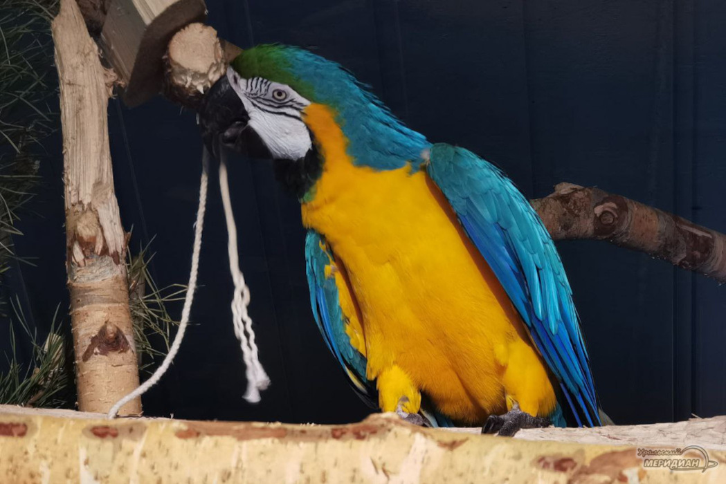    Фото: Ксения Жигалова © ИА «Уральский меридиан»