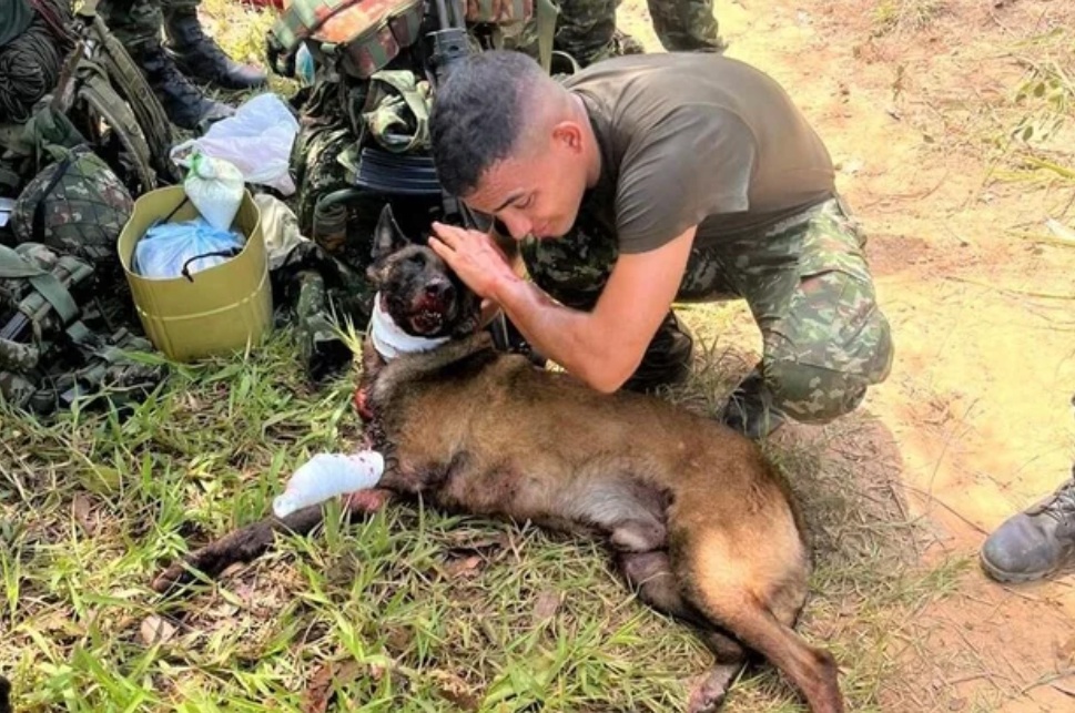 Военные оказали помощь питомцу на месте, а потом доставили его к ветеринарам