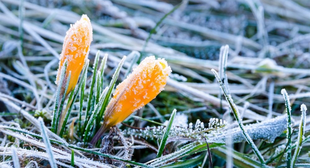 Как защитить сад от весенних заморозков
