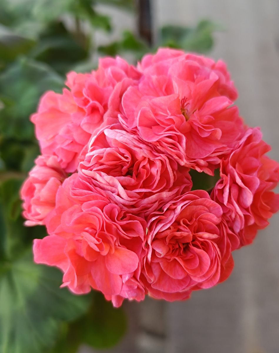 ИВ Сольвейг