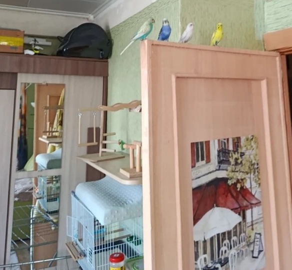 Секрет здоровья пернатых: как часто на самом деле нужно менять корм и чистить кормушку волнистого попугая