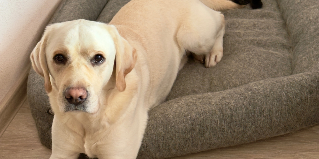 Товарищ по сну: почему собачий хвост — лучшая подушка для кошки 🐾