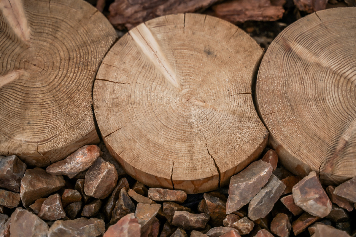 Спил лиственницы крупным планом.