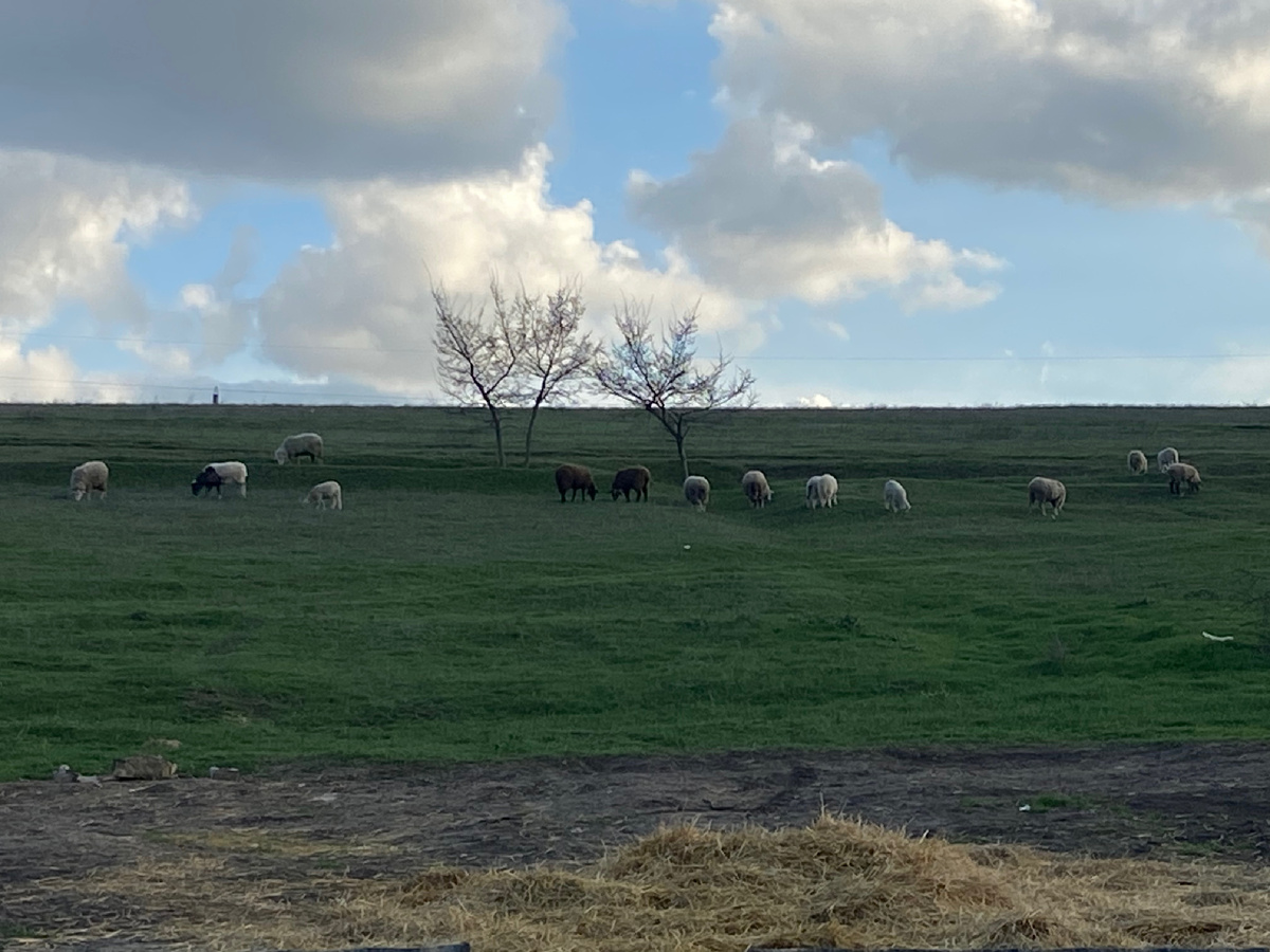 На холме пасутся соседские барашки. 