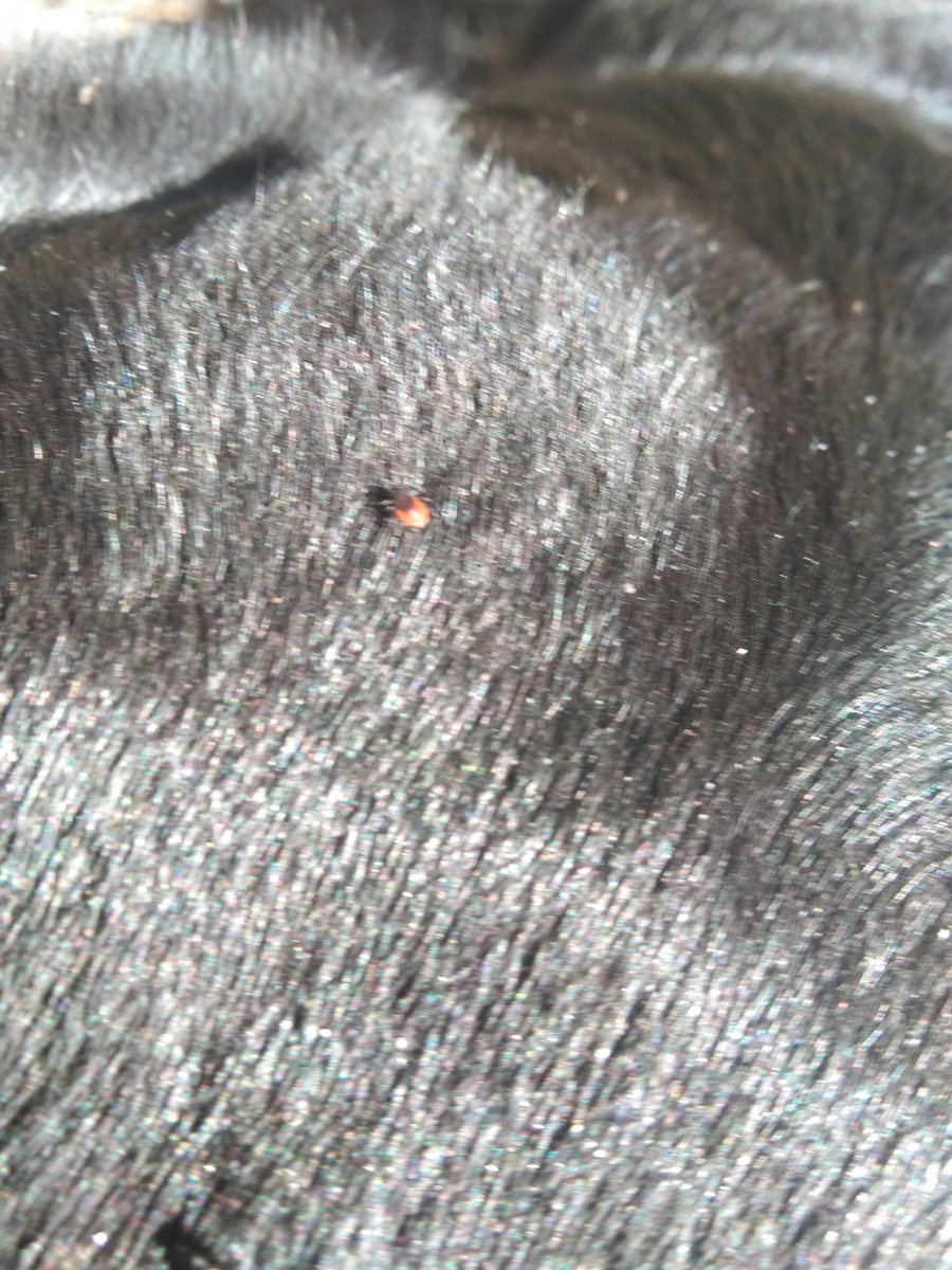 Фото автора. Приложение "лупа "без настроек, 5ти кратное увеличение (клещ совсем махонький без лупы,так что и сфотографировать невозможно).