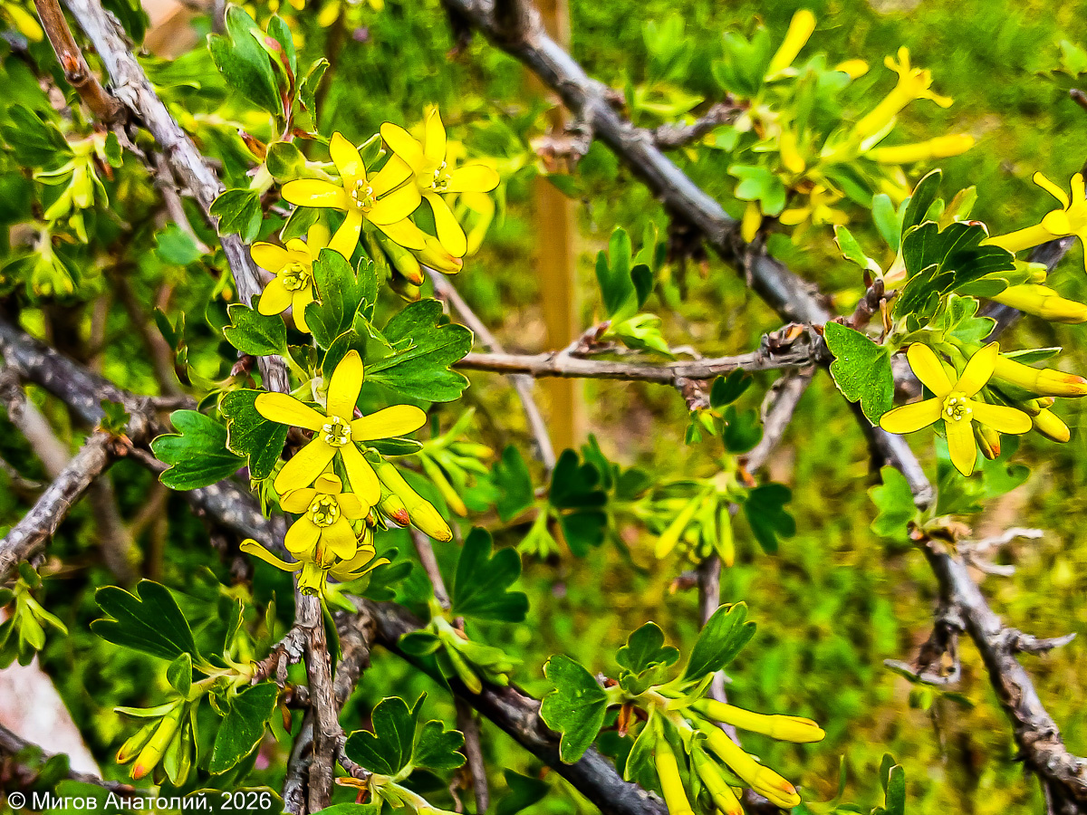 Цветёт золотистая смородина.