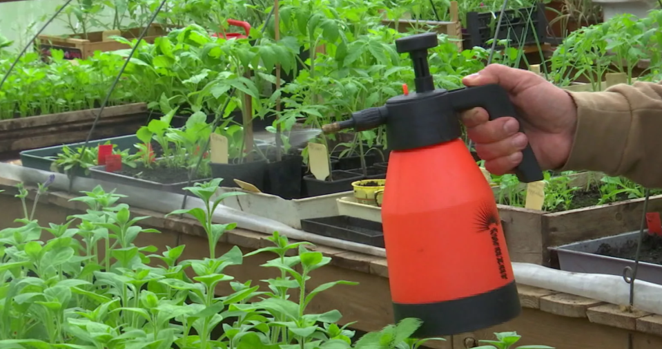 Чем опрыскать рассаду 