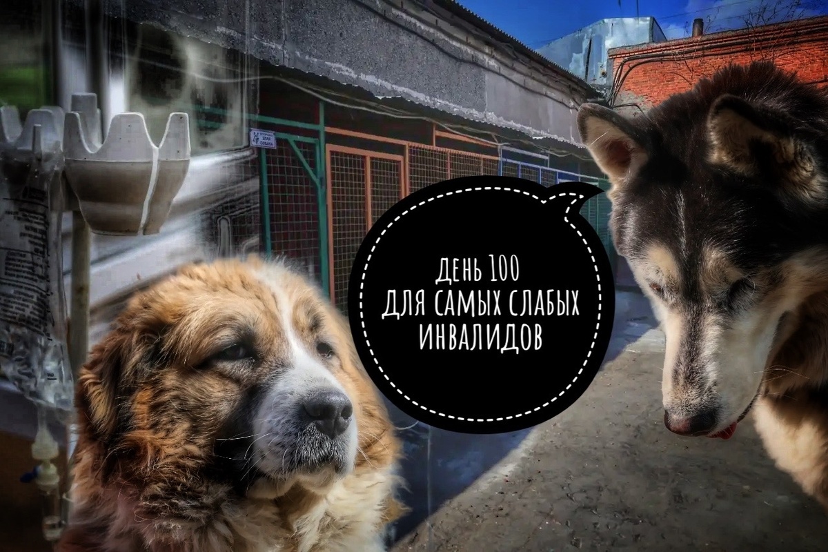 Объявляем «День стольника», «День полтинника», ДЕНЬ 100 ГРАММ КОРМА! 