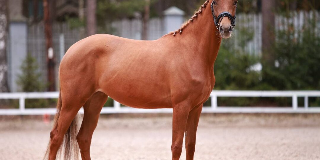 Кобыла, Рейненской породы