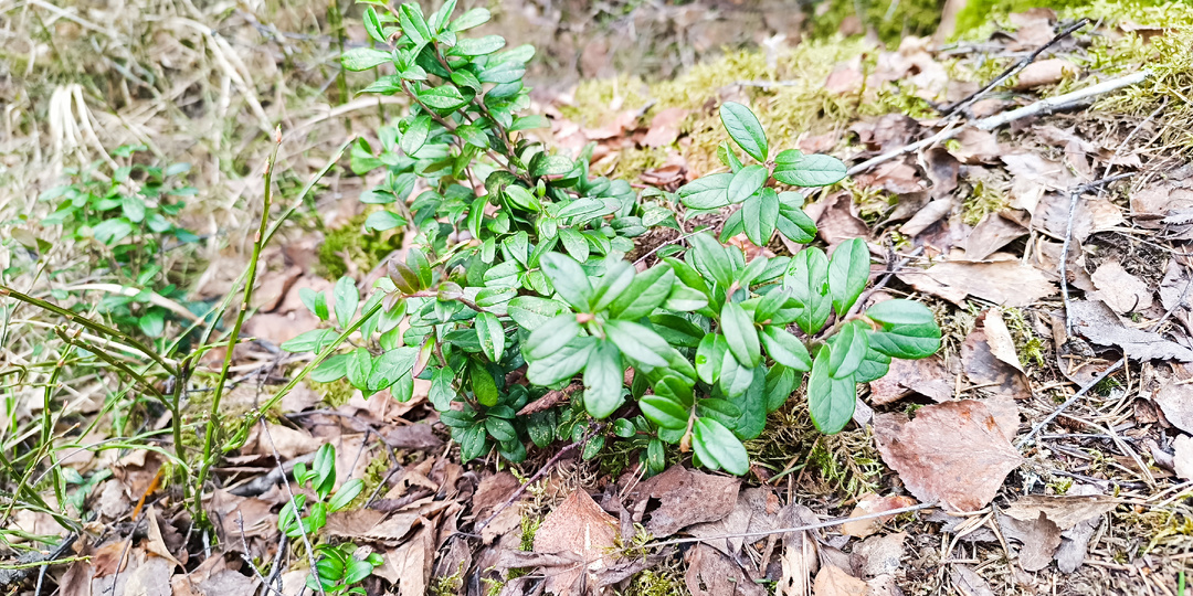 Брусничный лист: забытый рецепт силы из лесной кладовой