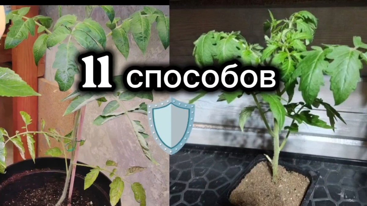Если рассада переросла и вытянулась: рабочие методы