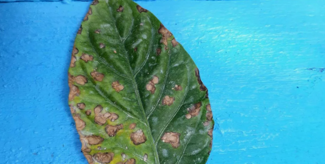 Красные точки на рассаде: диагностика проблем и способы лечения