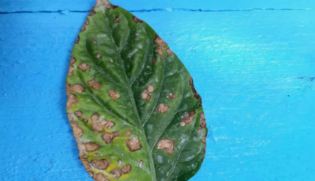 диагностика поражения листа рассады 