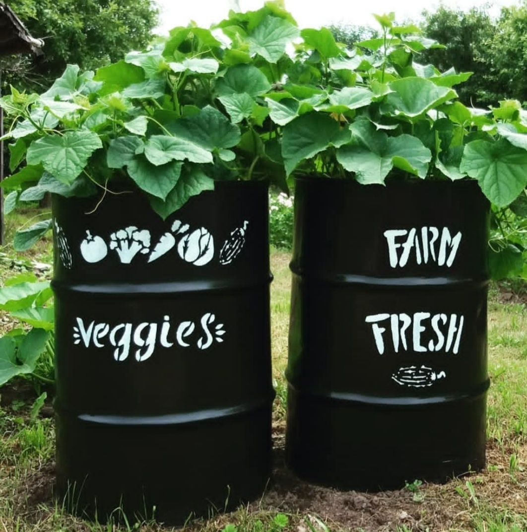 Фото автора. В зной такие бочки я поливаю утром и вечером.