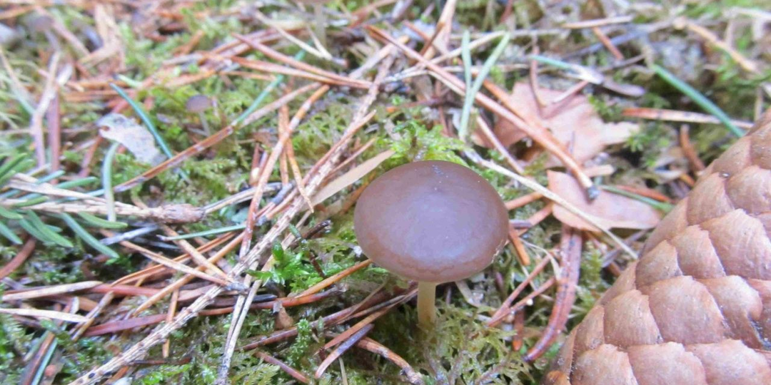 Появились на поверхности. В окрестностях Златоуста начался грибной сезон