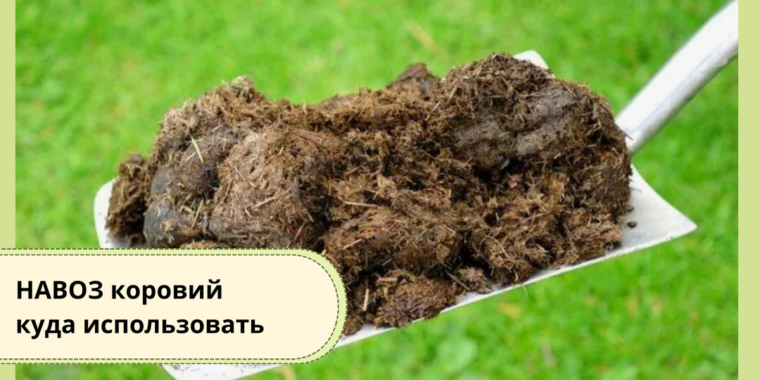 КОРОВИЙ НАВОЗ: ПОЧЕМУ ЕГО СЧИТАЮТ «БЕЗОПАСНЫМ» И ГДЕ В ЭТОМ ЛОВУШКА