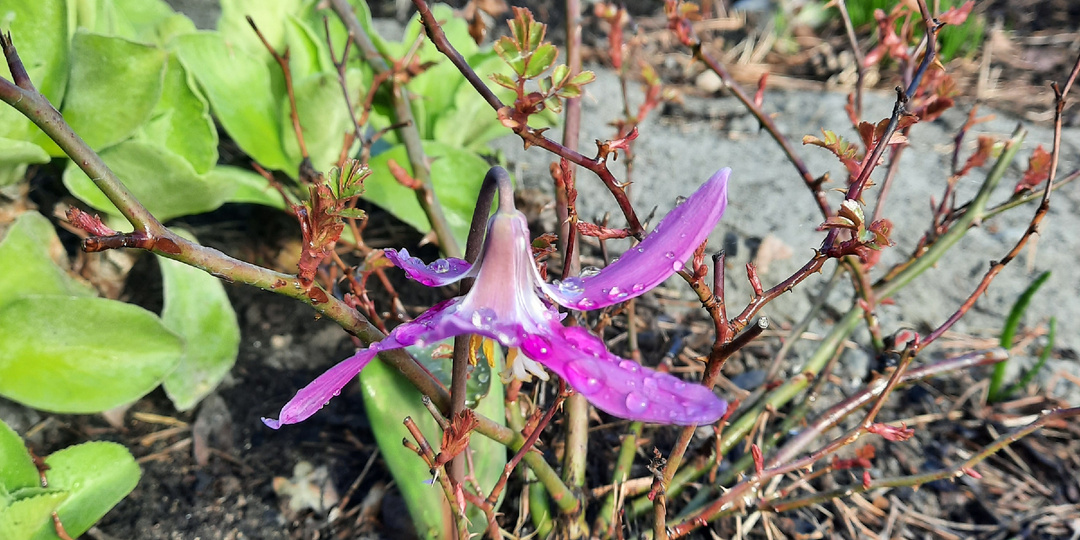 Сад, умытый первым весенним дождем. Цветов все больше
