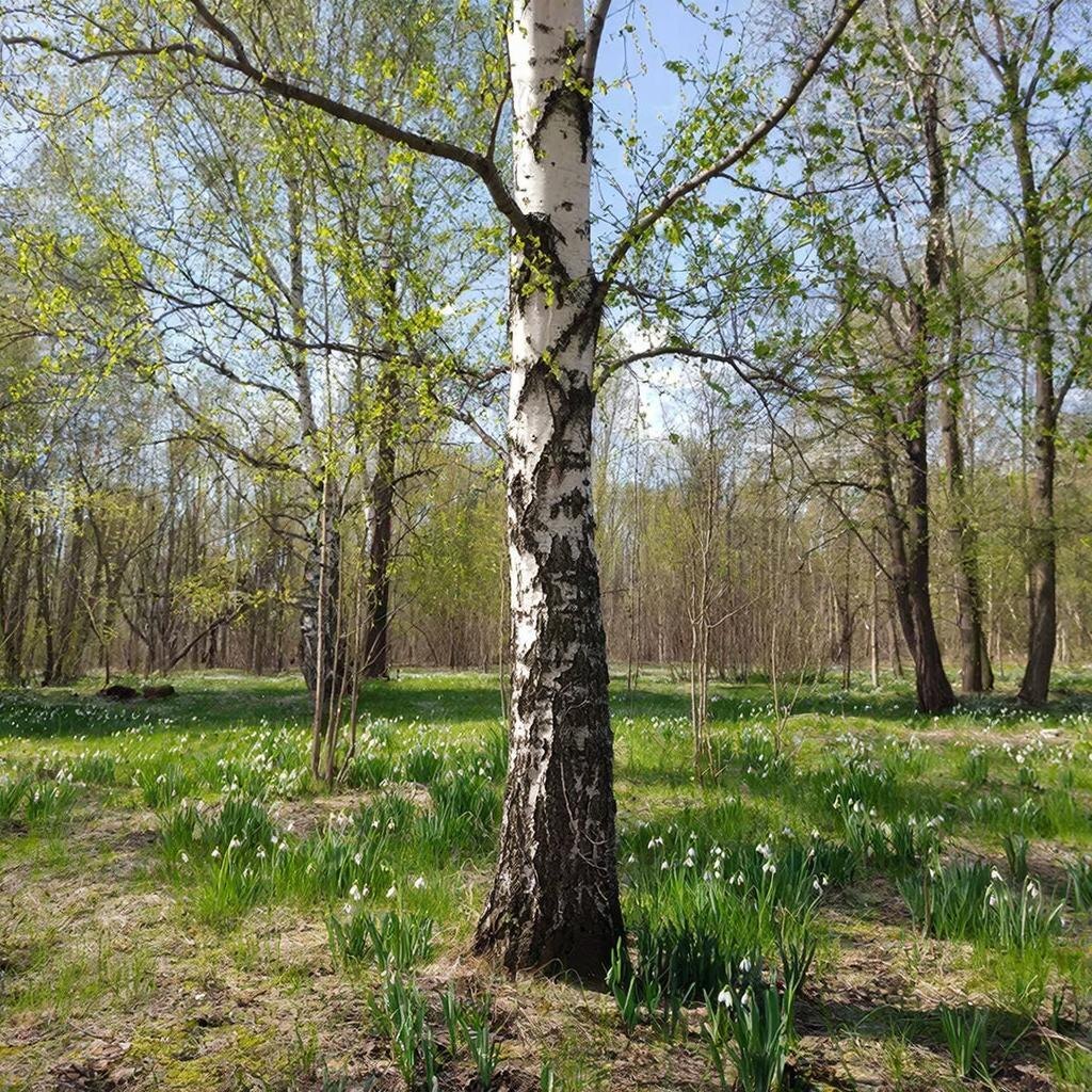 картинка с giga.chat