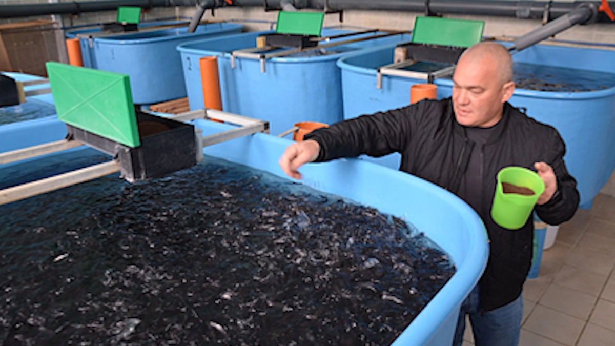    В Кармановском рыбхозе выращивают элитную рыбу