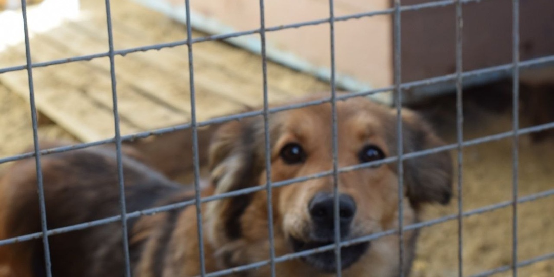 СЕГОДНЯ НЕОБХОДИМО ОПЛАТИТЬ МЯСНОЕ В ПРИЮТ