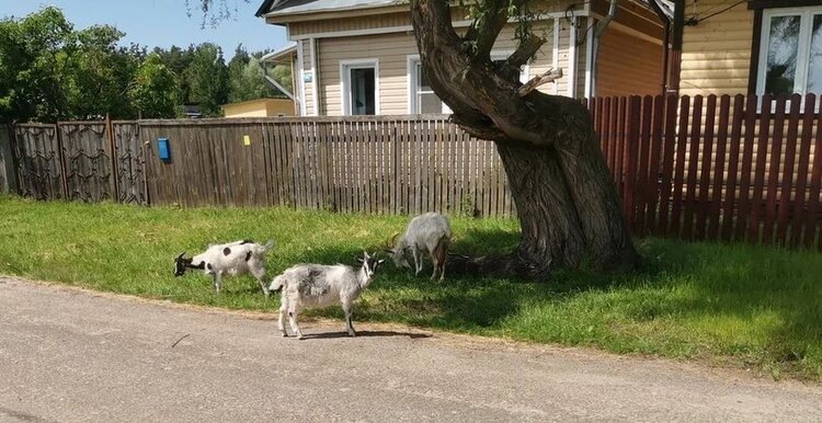    Фото: Лукьянов Дмитрий, AgroXXI.ru