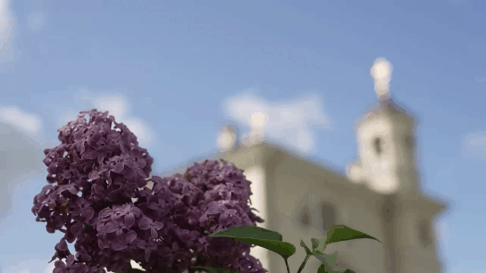 Акция "Древа Жизни" в Санкт-Петербурге